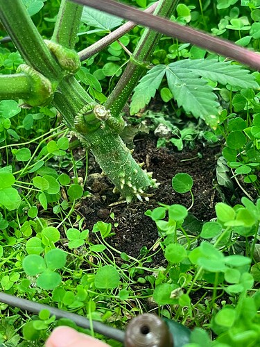 Growreport Bild 5