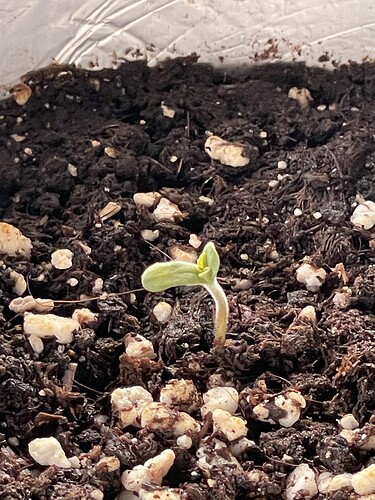 Growreport Bild 28