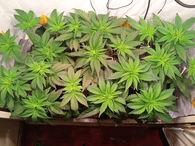 Growreport Bild 5