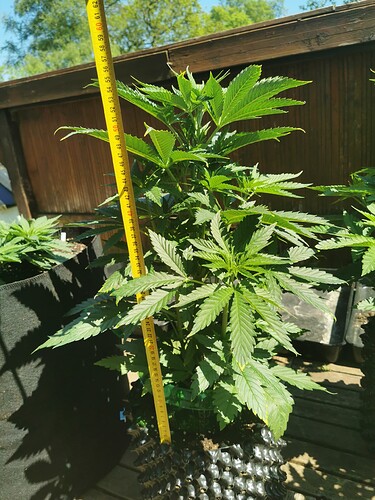 Growreport Bild 7