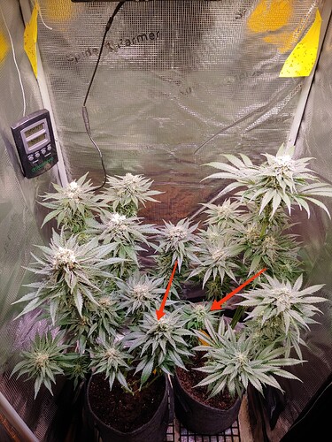 Growreport Bild 19
