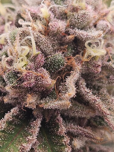 Growreport Bild 20