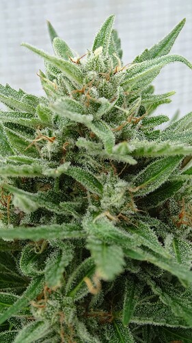 Growreport Bild 11