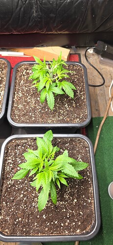 Growreport Bild 36