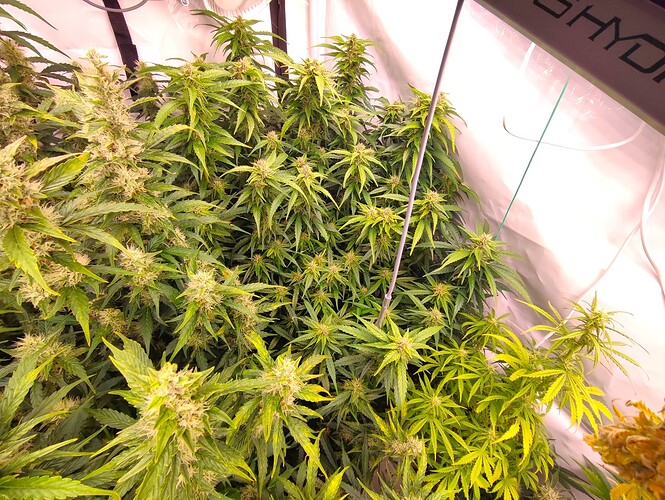 Growreport Bild 40