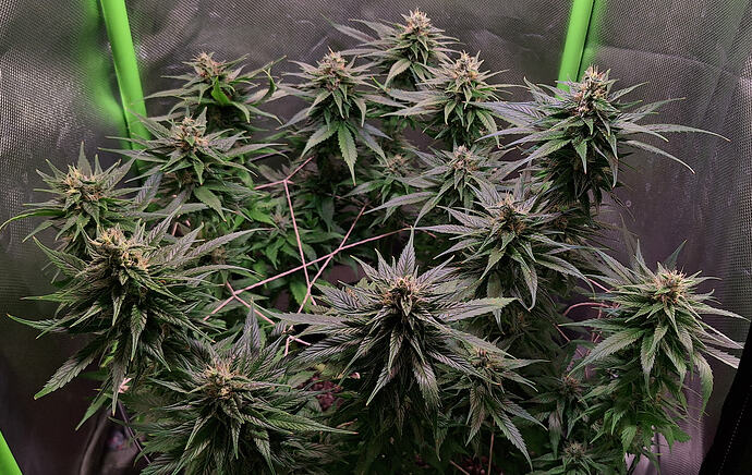 Growreport Bild 1