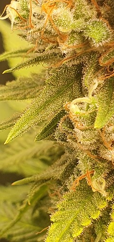 Growreport Bild 8