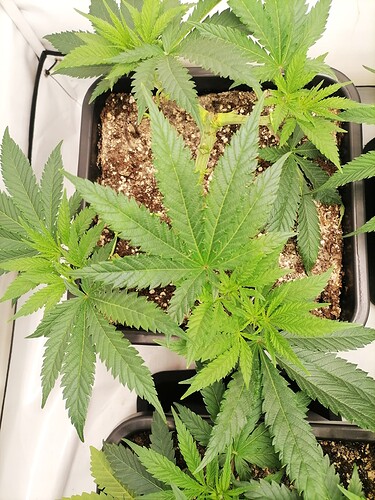 Growreport Bild 12