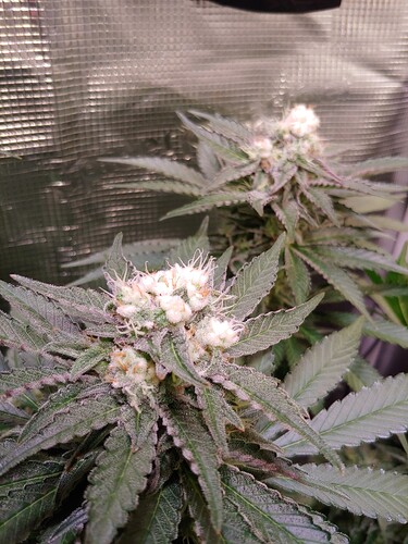 Nahaufnahme einer blühenden Cannabispflanze mit sichtbaren Trichomen und Blütenständen in einem Growzelt.
