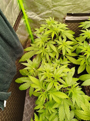 Mehrere junge Cannabispflanzen in einem Zelt, die sich im Wuchs befinden.