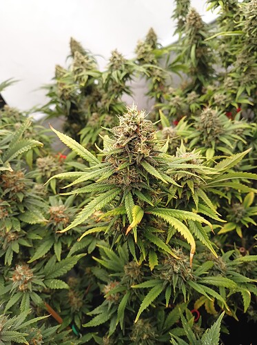 Growreport Bild 33