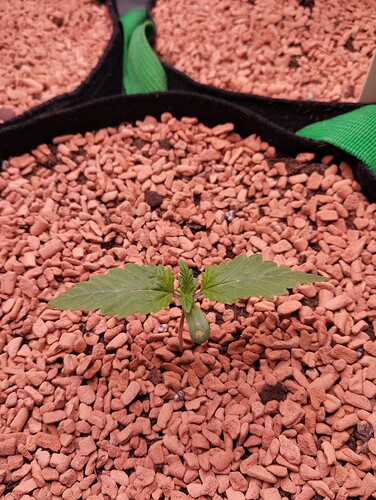 IMG_20241126_183325 - Kopie