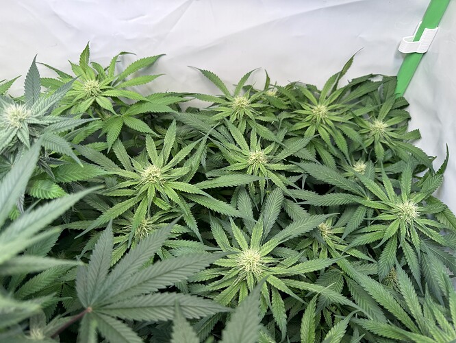 Growreport Bild 25