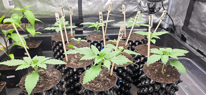 Growreport Bild 2