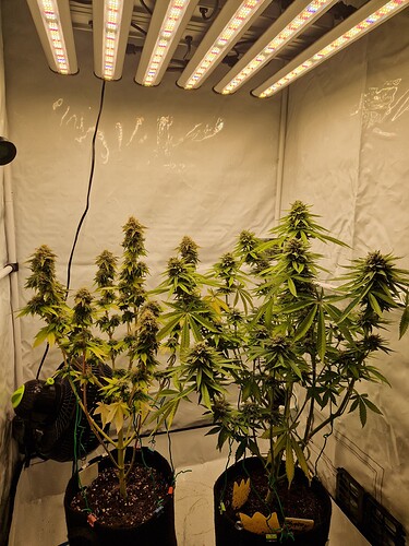 Growreport Bild 8