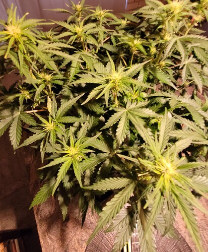 Growreport Bild 7