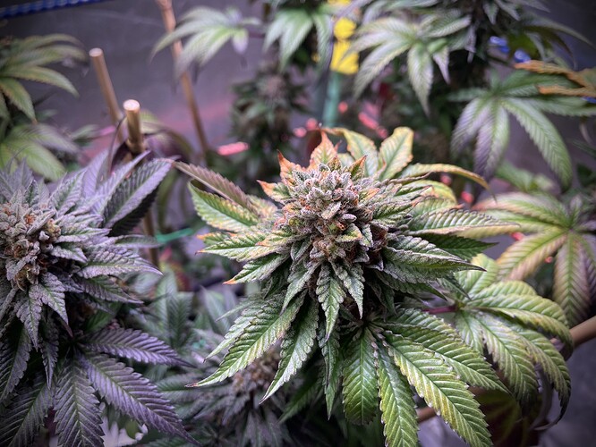 Growreport Bild 11