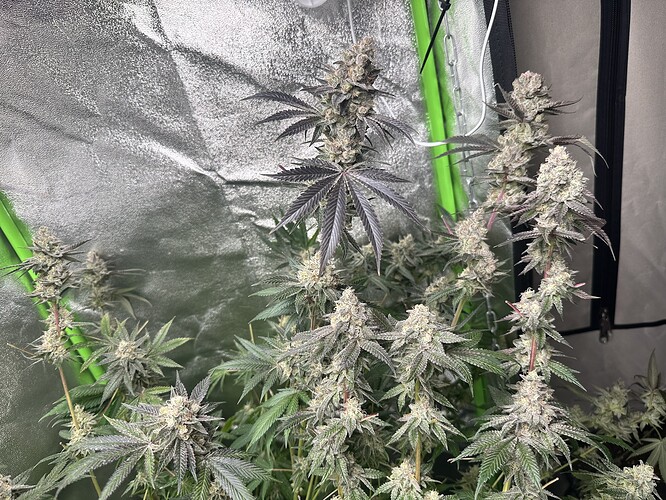 Growreport Bild 14