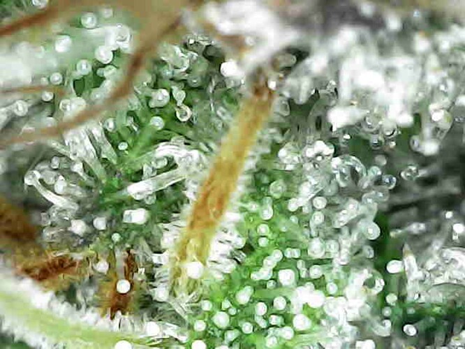 Growreport Bild 32
