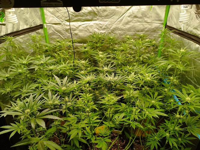 Mehrere Cannabis-Pflanzen in der Blütephase in einem Growzelt, mit sichtbaren beginnenden Blütenansätzen und breiten Blättern.