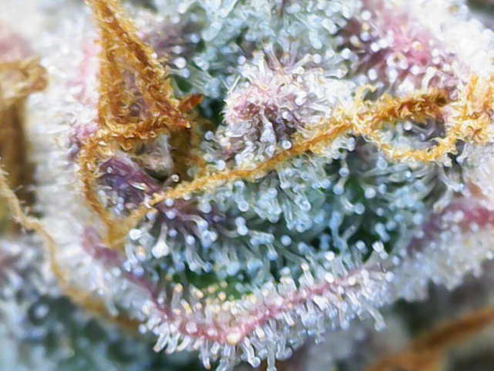 Anfänger Tagebuch (erster Grow, NL Auto, 60x60, indoor)