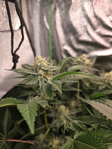 Growreport Bild 3