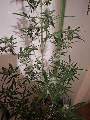 Growreport Bild 195