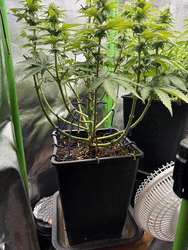 Growreport Bild 38
