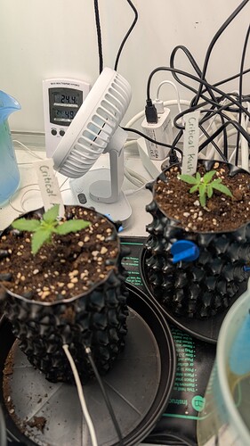 PXL_20250323_092205376.MP