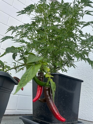 Growreport Bild 92
