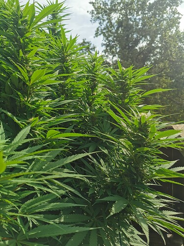 Growreport Bild 20