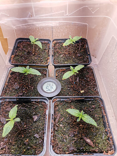 Lucky Hemp LT5