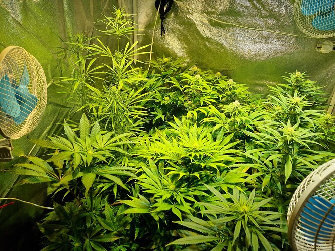 Mehrere Cannabis-Pflanzen in der Wachstumsphase in einem Zelt, beleuchtet von einer Lampe und belüftet von zwei Ventilatoren.