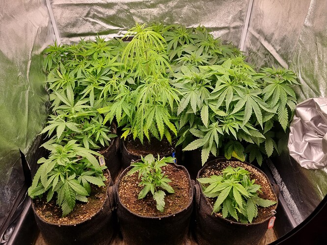 Mehrere junge Cannabispflanzen in Stofftöpfen wachsen in einem Zelt.