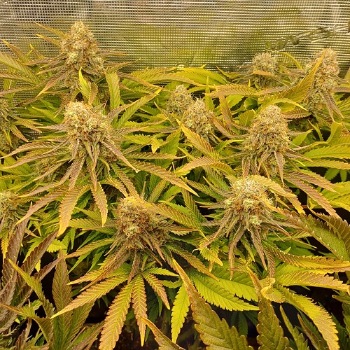 Growreport Bild 5