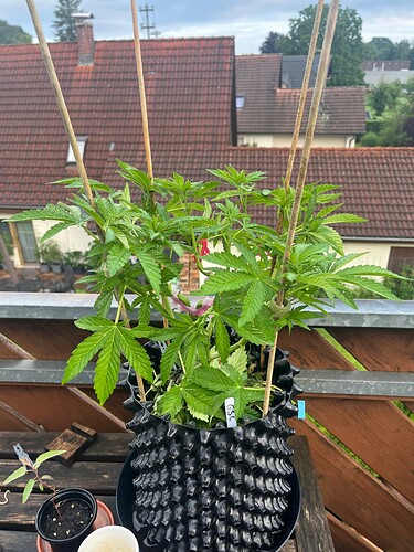 Growreport Bild 1