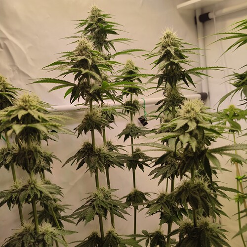 Growreport Bild 16