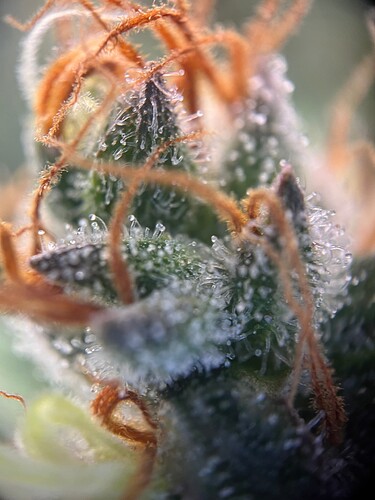 Growreport Bild 1