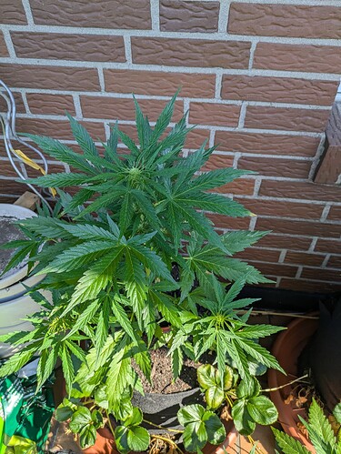 PXL_20240625_074849348