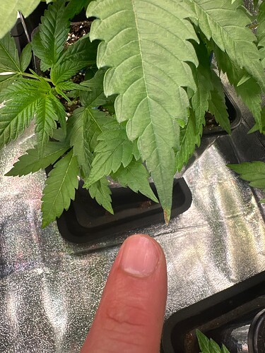 Growreport Bild 38