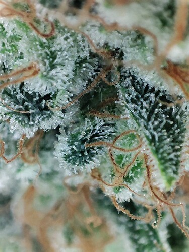 Growreport Bild 29