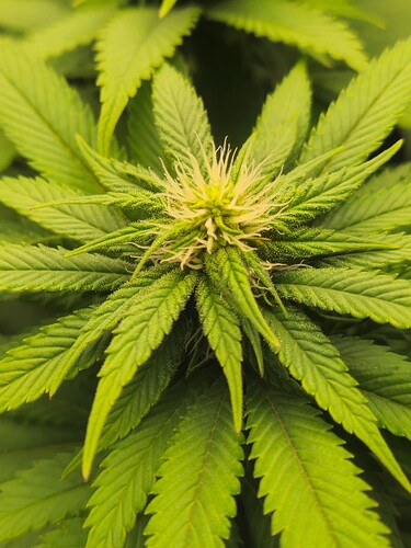 Growreport Bild 2