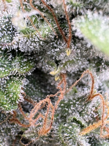 Growreport Bild 9