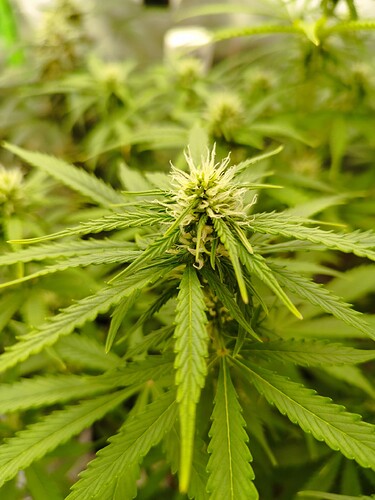 Nahaufnahme einer Cannabis-Pflanze in der Blütephase mit deutlichen Blütenansätzen und langen, grünen Blättern.