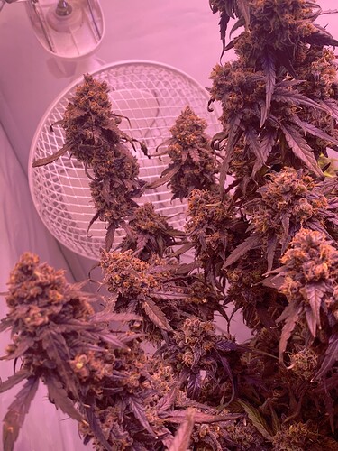 Growreport Bild 58