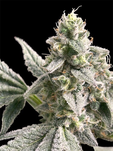 Growreport Bild 18