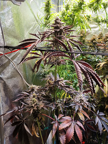 Eine blühende Cannabispflanze mit dunklen, violetten Blättern und dichten Blütenständen, die in einem Grow-Zelt wächst.