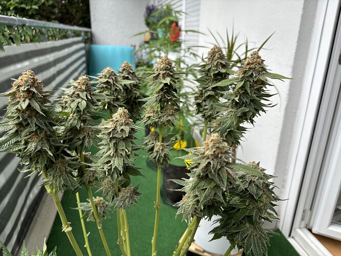 Growreport Bild 9