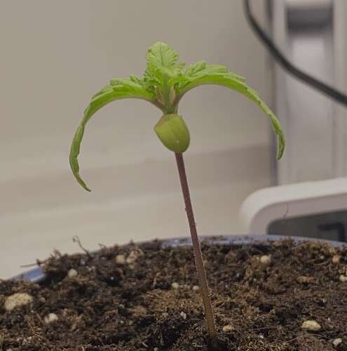 Growreport Bild 5