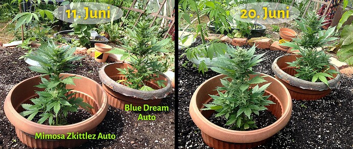 AutoVergleich_9Tage_0620